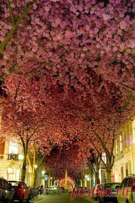 Cherry Blossoms, Bonn, Germany | Best Travel Photos