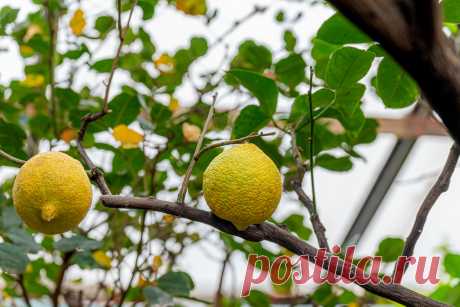 9 веских причин есть лимон замороженным вместе с кожурой - 29 января 2024 - 76.ru