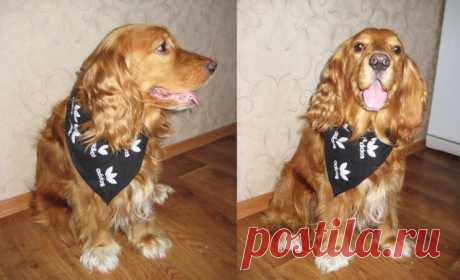 Стильный шейный платок для собаки. Мастер-класс / Прочие виды рукоделия / Шитье