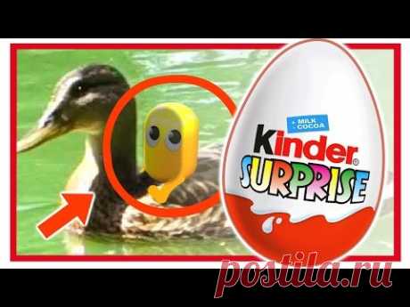 Киндер Сюрприз. Волшебные киндеры. ЖИВАЯ КАПСУЛА. 2 СЕРИЯ. Kinder Surprise.