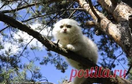 Обои кошка, дерево, белая, на дереве, скоттиш-фолд, Шотландская вислоухая кошка картинки на рабочий стол, раздел кошки - скачать