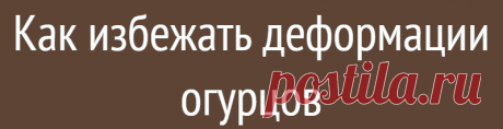 Как избежать деформации огурцов
Деформированные крючковатые огурцы – это весело (особенно когда на фото длинный огурец, изогнутый в виде знака «?» и с подписью: «Созрел вопрос»). Однако огородника такие нетоварные плоды не радуют: они не только имеют странный вид, но обычно хуже на вкус, чем обычные. Разберемся, как этого избежать. Деформация огурцов. Иллюстрация для статьи используется по стандартной лицензии […]
Читай дальше на сайте. Жми подробнее ➡