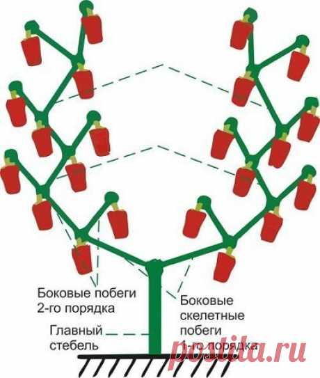 Как формировать болгарский перец