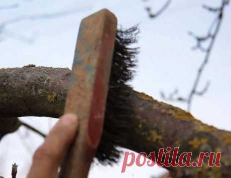 Как избавиться от мха и лишайников на плодовых деревьях? | Уход за садом (Огород.ru)