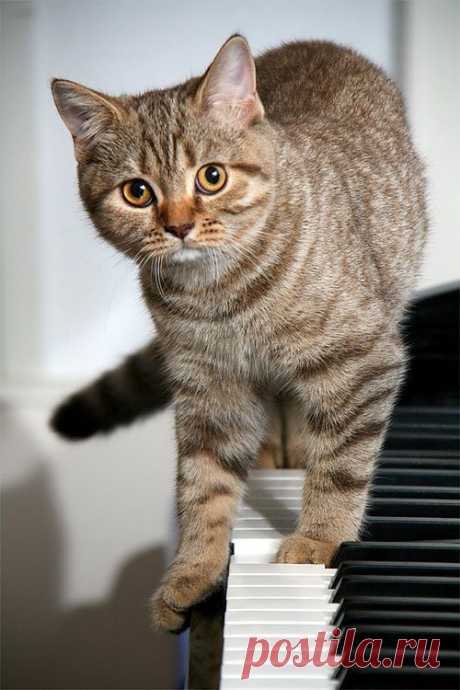 “there Are Two Means Of Refuge From The Miseries Of Life, Music And Cats.” –albert Schweitzer