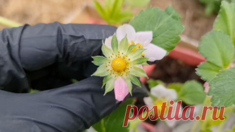 Юлия 🌸Цвет'ОК🌸 | Через две недели будут ягоды. Сажаю ремонтантную клубнику