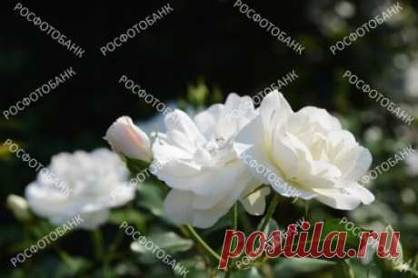Белые розы крупным планом Белые розы крупным планом на фоне зеленых листьев летом в саду.