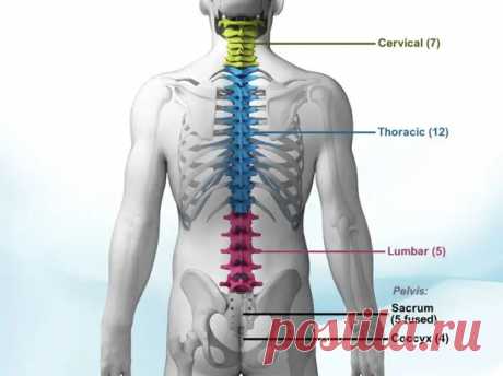 (99+) Осевший позвоночник: причина болезней и старения организма - ПолонСил.ру - социальная сеть здоровья - 15 мая - 43631468148 - Медиаплатформа МирТесен
