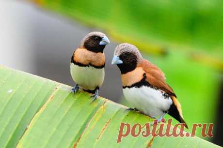 Chestnut-breasted Munia (Lonchura castaneothorax), also known as the Chestnut-breasted Mannikin or Bully Bird - Pixdaus