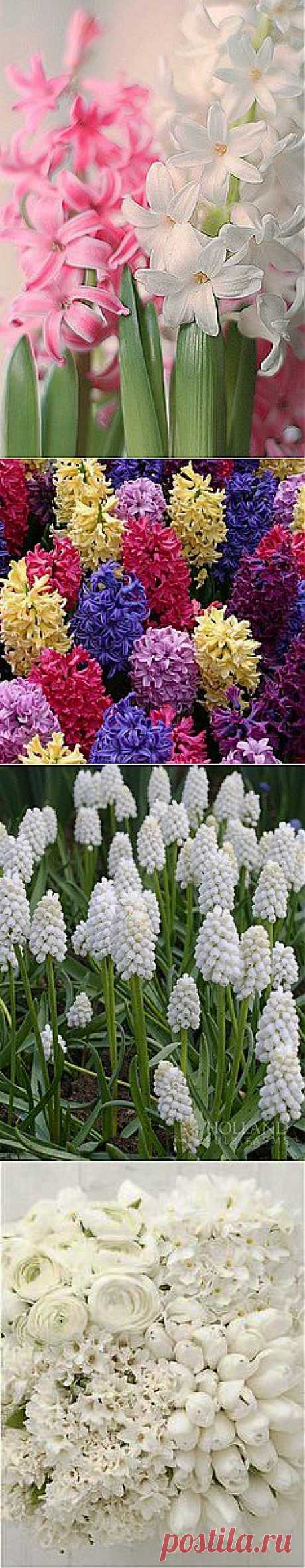 ✿ White Hyacinth | ✿ FlOwɛɽʂ╭•⊰✿ Ɠaɽɗɛɲʂ ✿