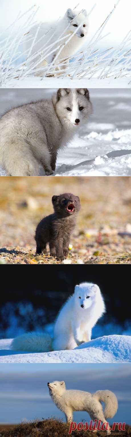 Песец - полярная лисица | В мире интересного