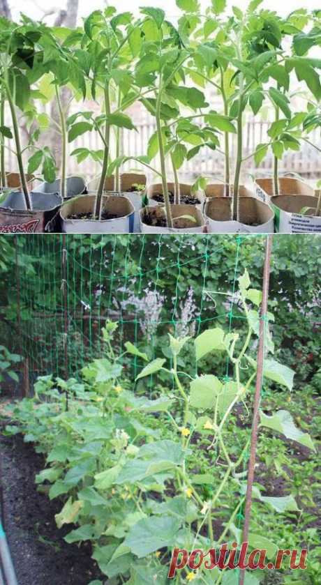 Несколько секретов в выращивании томатов и огурцов в открытом грунте | GreenHome