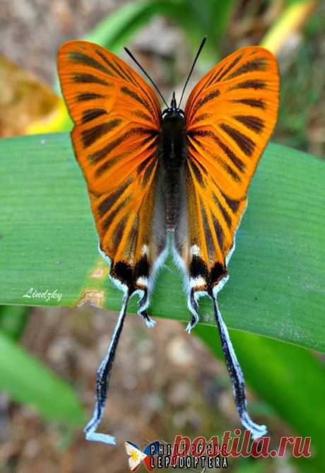 Golden-Tailed Hairstreak Butterfly - Cheritra orpheus…
 от пользователя LindaAlisto на Flickr|  Pinterest • Всемирный каталог идей