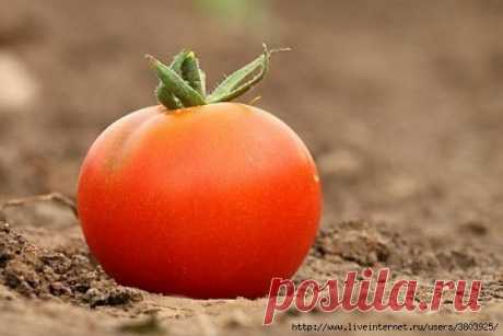 Осень, время сажать... помидоры Простой способ для тех, кто не любит возиться с рассадой Заканчивается дачный сезон. Казалось бы, какие сейчас посевы: разве что чеснок. А вот и нет! Самая большая проблема для овощеводов - это рассада...