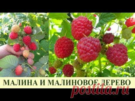 МАЛИНА, ВСЕ СЕКРЕТЫ, УХОД, ПОДКОРМКА, МАЛИНОВОЕ ДЕРЕВО