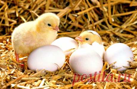 Как дышит птенец внутри яйца - интересные факты &amp;raquo; Женский Мир