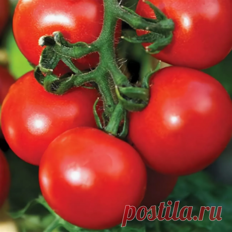 40,9 килограмм томатов с одного квадратного метра! Какой сорт томата даст такой урожай? | 6 соток