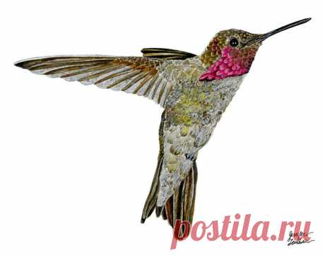 Hummingbird Ayre White Background Art Print | Etsy