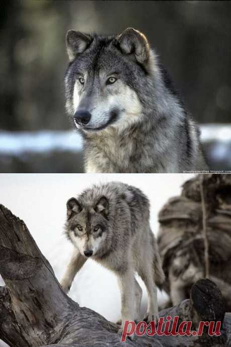 Волк у славян | Мы-Волки! | Группы Мой Мир
