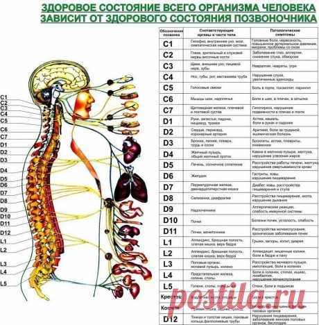 ЖАЛОБЫ ПРИ БОЛЯХ ОТДЕЛЬНЫХ ПОЗВОНОЧНИКОВ И ЧТО ЭТО ОЗНАЧАЕТ

Первый шейный позвонок (С 1, атлант): Головные боли, мигрень, ослабление памяти, хроническая усталость, головокружение, артериальная гипертензия, недостаточность мозгового кровообращения.

Второй шейный позвонок (С 2, осевой позвонок) ......читать далее

Воспалительные и застойные явления в придаточных пазухах носа, боли в области глаз, ослабление слуха, боли в ушах.

Третий шейный позвонок (С З)

Лицевые невралг...