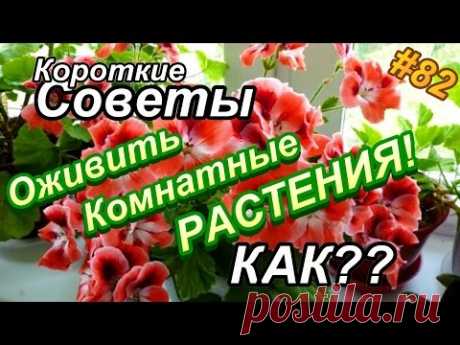 Как оживить комнатные РАСТЕНИЯ и ЦВЕТЫ? Лучшее удобрение для цветов!