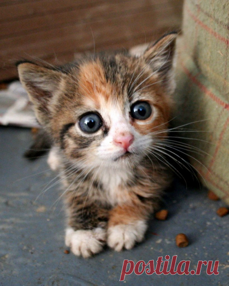 All sizes | kitten | Flickr - Photo Sharing!