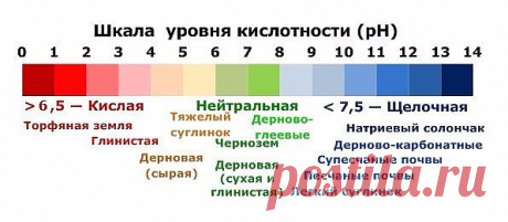 КАК БЫСТРО ОПРЕДЕЛИТЬ КИСЛОТНОСТЬ ПОЧВЫ НА УЧАСТКЕ+ШКАЛА

3-4 листьев черной смородины или черемухи и заварить их в стакане крутого кипятка. Остудить и процедить. Опустить в эту воду кусочек почвы с участка. Если вода окажется красной - почва кислая. Если зеленоватой - слабокислая. Синеватый оттенок воды в стакане укажет на нейтральную реакцию почвы.