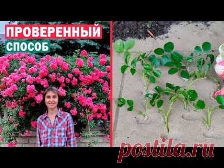 ЛАЙФХАК! ЛЕТНЕЕ ЧЕРЕНКОВАНИЕ РОЗ! 🌹🌹🌹 Размножаем правильно 100% результат