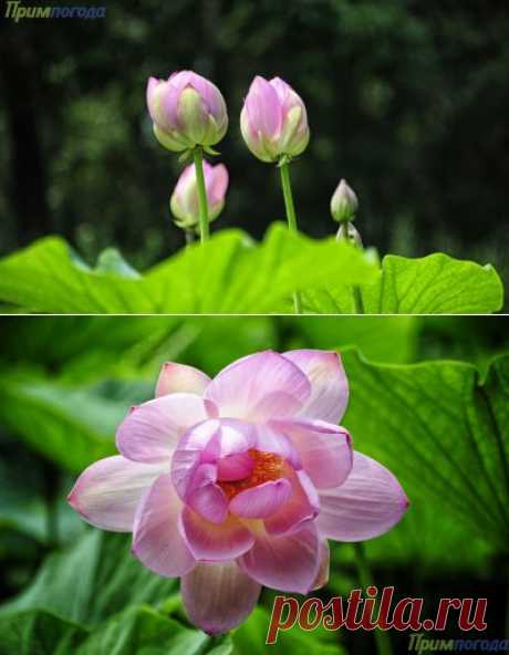 Примпогода -  В Приморье наступила удивительная пора цветения лотосов