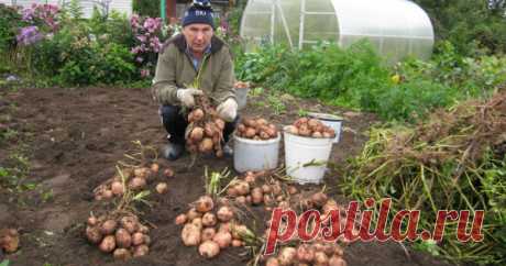 Как вырастить 40 ведер картошки всего с 20 кустов!