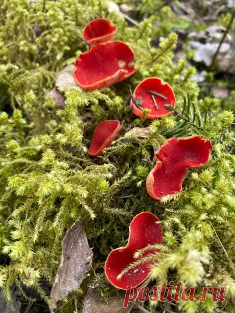 Сезонные (весенние) грибы. | Грибы и их виды (Поющий грибник) | Яндекс Дзен