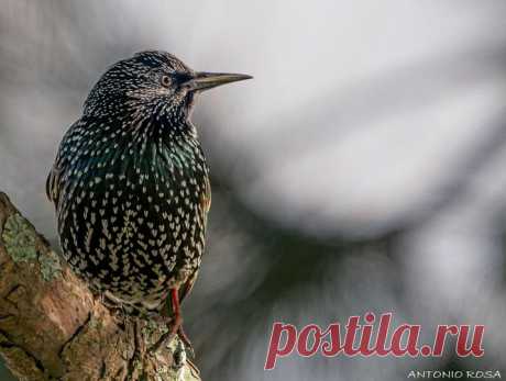 Estorninho-malhado 
Sturnus-vulgaris 
Povoa de Varzim 
22-1-2021