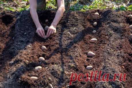 При посадке картофеля в лунку высыпают горсть золы - является удобрением и помогает от проволочника