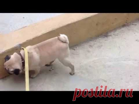 Frankie the pug walking on his front legs! Мопс ходит на передних лапах!