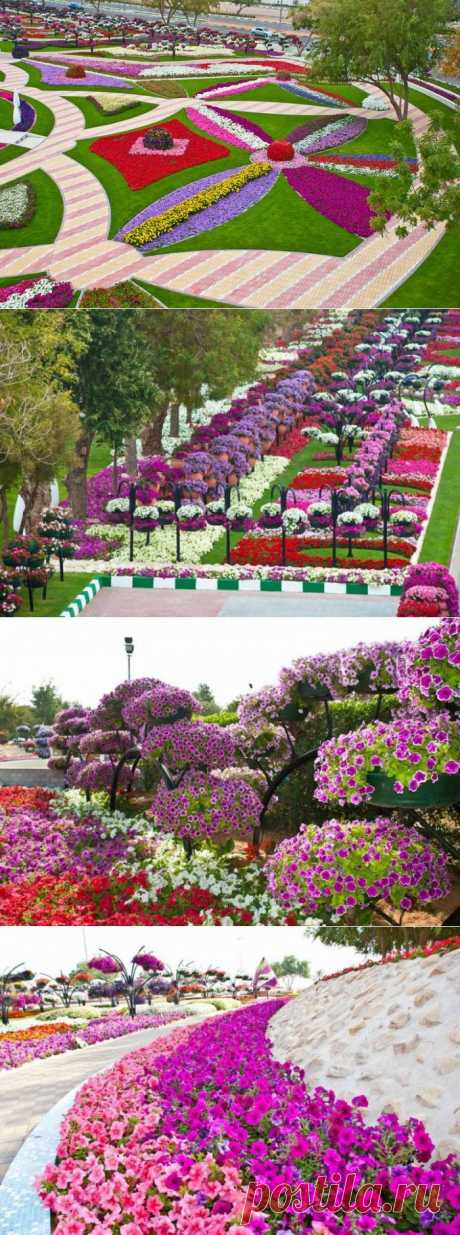 (+1) тема - Цветочный сад Аль-Айн | САД НА ПОДОКОННИКЕ
