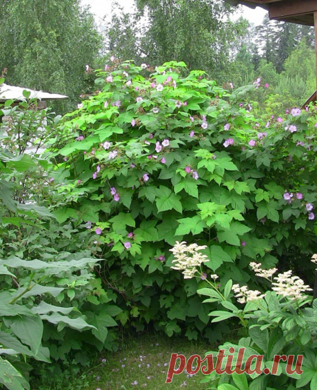 Малина душистая или малина-клен, Rubus odoratus Плодово-декоративный кустарник, цветущий крупными розовыми цветами.
- Высота 1,5-2 метра.
- В благоприятных условиях созревают съедобные ягоды, в два раза более крупные, чем у обычной малины.
- Растет быстро, разрастается за счет корневой поросли как обычная малина.
- Образует живописные группы заднего плана. Используется для маскировки компостных куч, емкостей для воды и как зеленая окантовка границ участка.
- Вполне зимостойка и неприхотлива.
