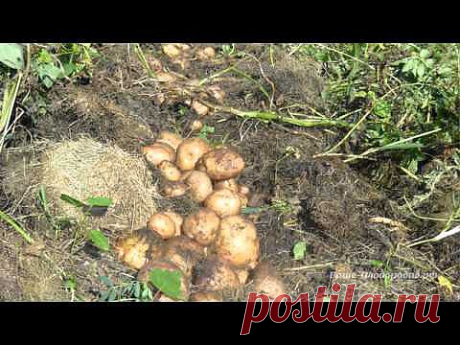 ▶ Выращивание картофеля. Органические траншеи - YouTube