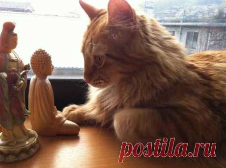 Arteide - Buddha and cats