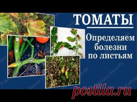 Болезни томатов.  Как определить заболевание томата по листу