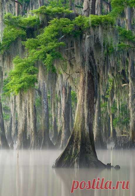 trees with reflections | ♥️ Bomen ♥️