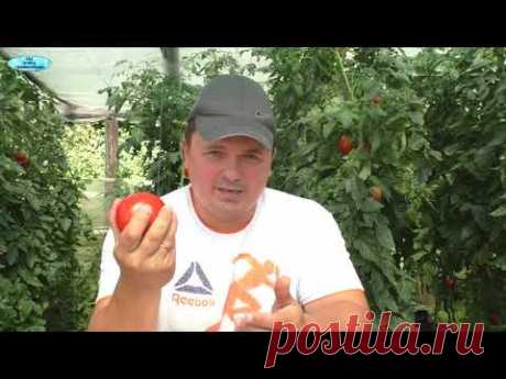 Томаты покраснеют быстро- все секреты ускоренного дозревания томатов на кусту!
