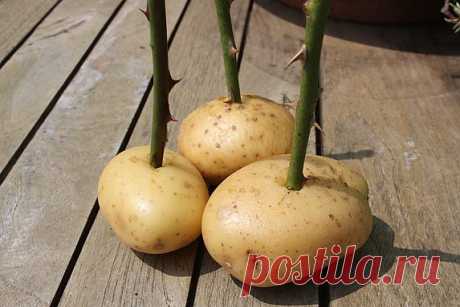 Выращиваем черенки розы в картошке