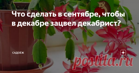 Что сделать в сентябре, чтобы в декабре зацвел декабрист? Краткая инструкция