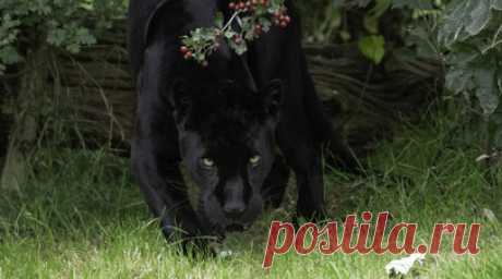 В зоопарке Удмуртии отмечают десятилетие чёрного ягуара Атау. В зоопарке Удмуртии чёрному ягуару Атау исполнилось десять лет, заявили в пресс-службе главы и правительства республики. Читать далее