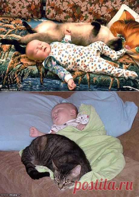 Забавные фото кошек - Кошки и дети.