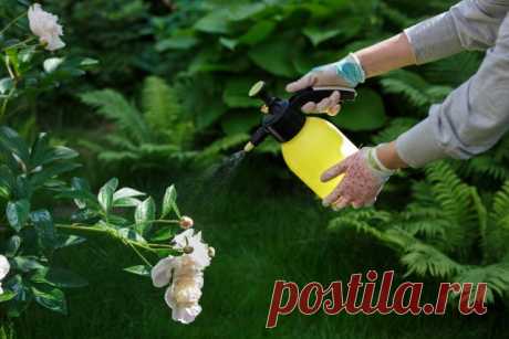 Чем подкормить пионы во время цветения, а также до и после него | Пионы (Огород.ru)