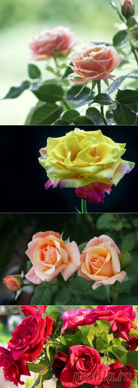 Красивые розы. 25 фото