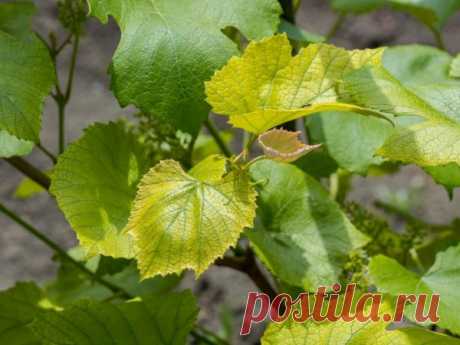 Пожелтение листьев у винограда: причины и борьба с ними