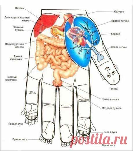Массажные точки на ладони