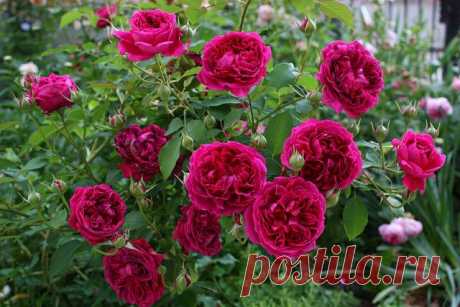 Роза – описание, виды и сорта, фото, посадка, уход, болезни
